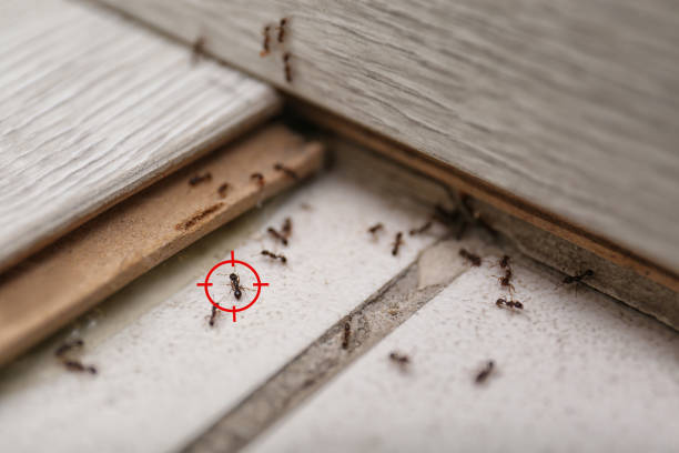Best Emergency Pest Control  in Utica, MI