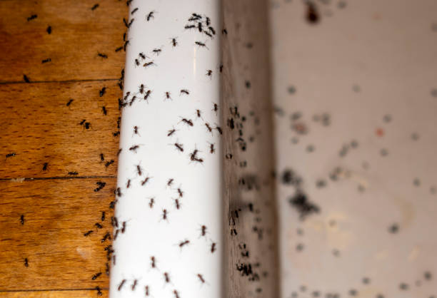 Spider Control Near Me in Utica, MI