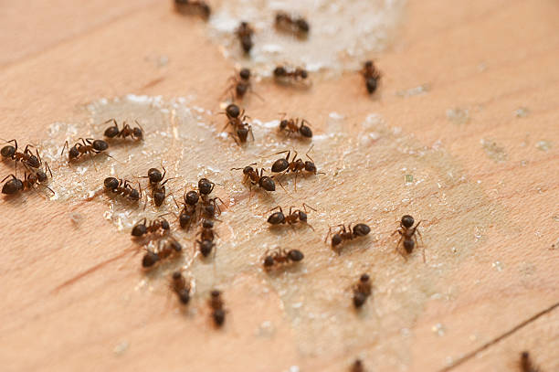 Best Residential Pest Control  in Utica, MI