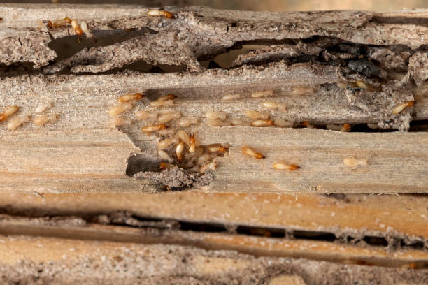 Best Pest Prevention Services  in Utica, MI